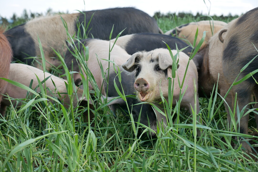 Die Schweine erhalten als Gr�nfutter eine anges�te Mischung aus Hafer, Gerste, Erbsen, Senf und Klee.
