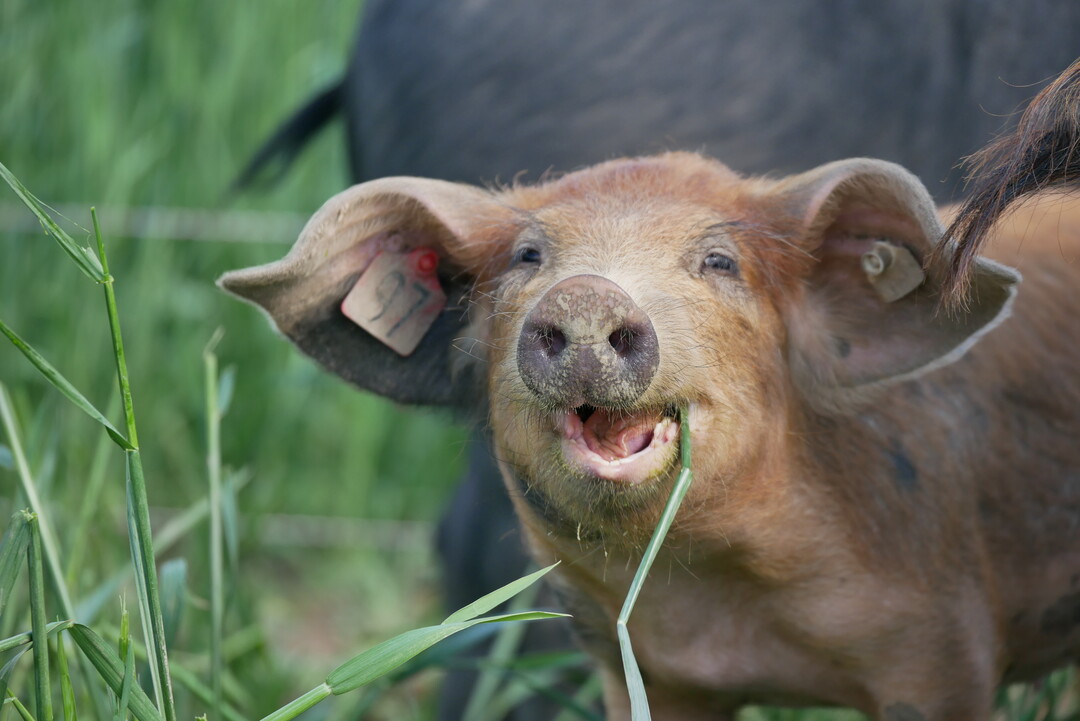 Die �Kulmbacher Weideschweine� von Familie Berthold wachsen Sommer wie 
Winter in einer gemischten Gruppe im Freien auf.