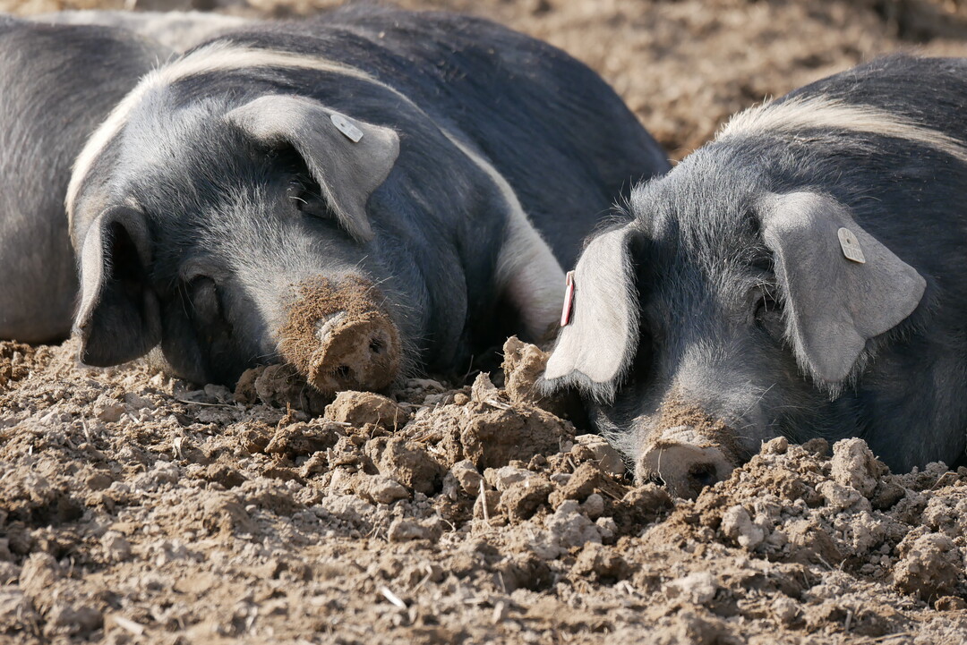 Die Schlammschicht auf der Haut hilft gegen Ektoparasiten. 
