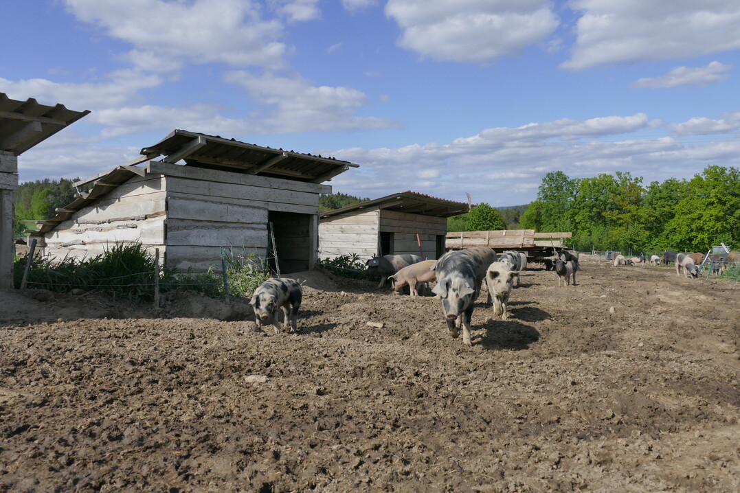 Gegen Wind und Wetter sch�tzen Holzh�tten mit Stroh darin