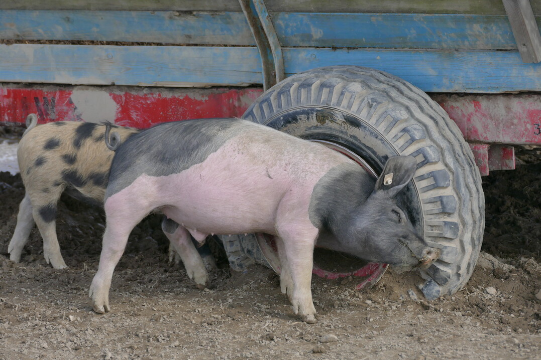 Fl�he und andere Ektoparasiten werden mit dem angetrockneten Schlamm abgescheuert.