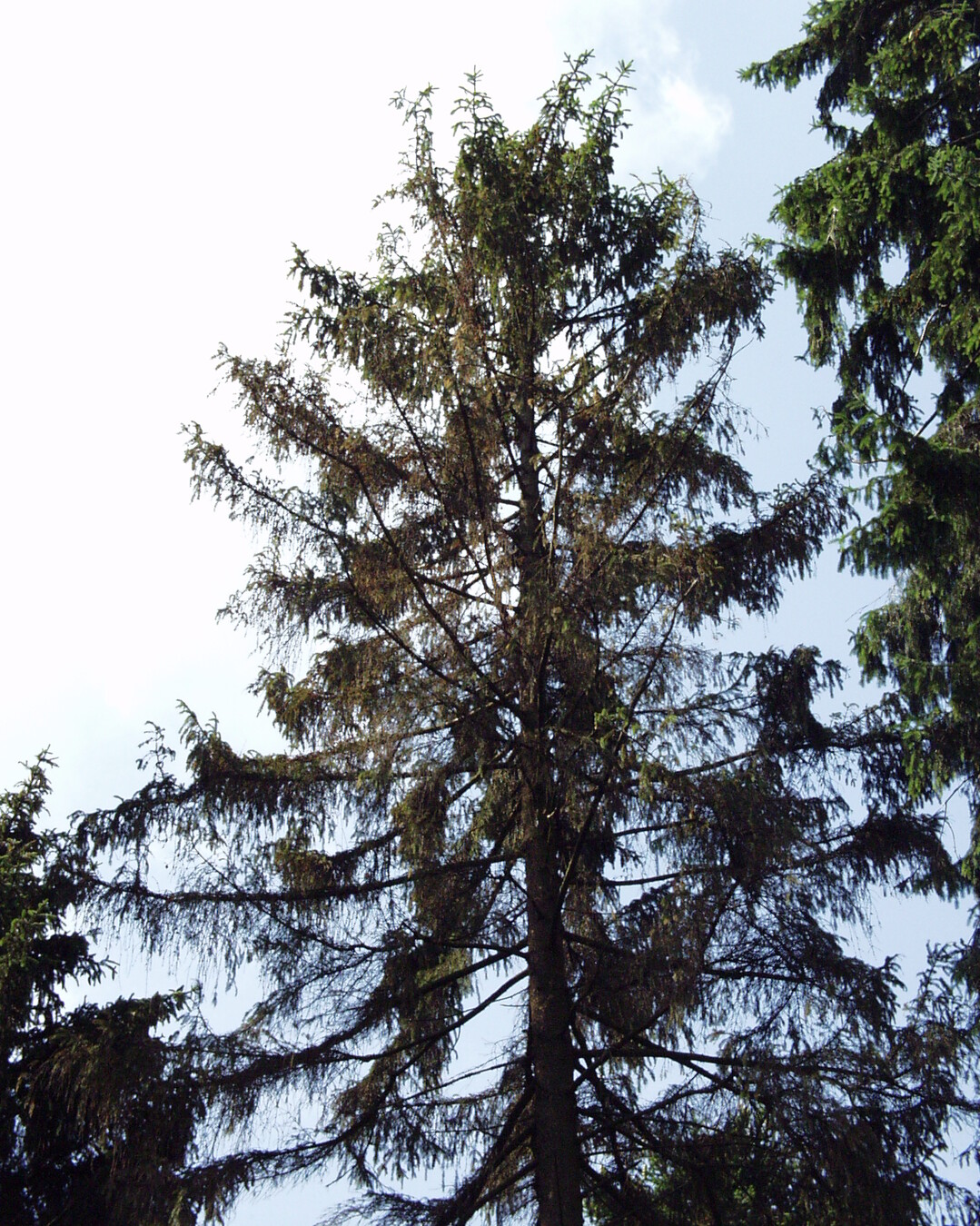 Die R�tung der Baumkrone ist ein untr�gliches Zeichen f�r den Borkenk�fer.