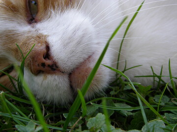 Katzen können an Vogelgrippe erkranken.