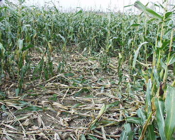 Schwarzwildschaden in Mais