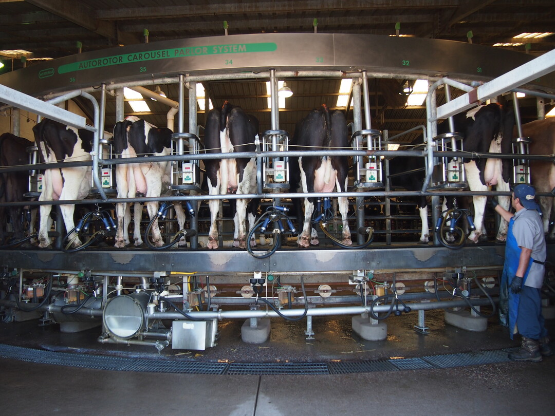 Melkkarussell in Arizone (USA)