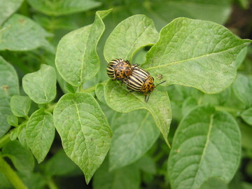 Kartoffelk�fer