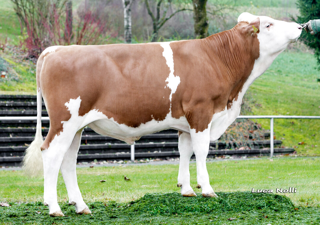 Palut kann als Qutcross-Bulle breit eingesetzt werden. Er wurde von Markus Ziegler in Frickingen gezüchtet.
