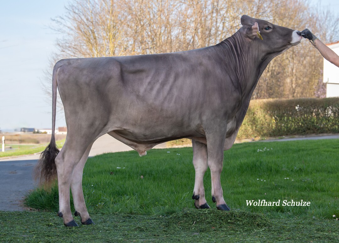 Parsival ist einer der h�chsten Neueinsteiger. Der Pasadena-Sohn wurde von der Laur GbR in Laupheim gez�chtet.