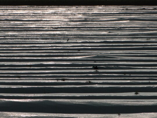 Abdeckfolien f�r Gem�se