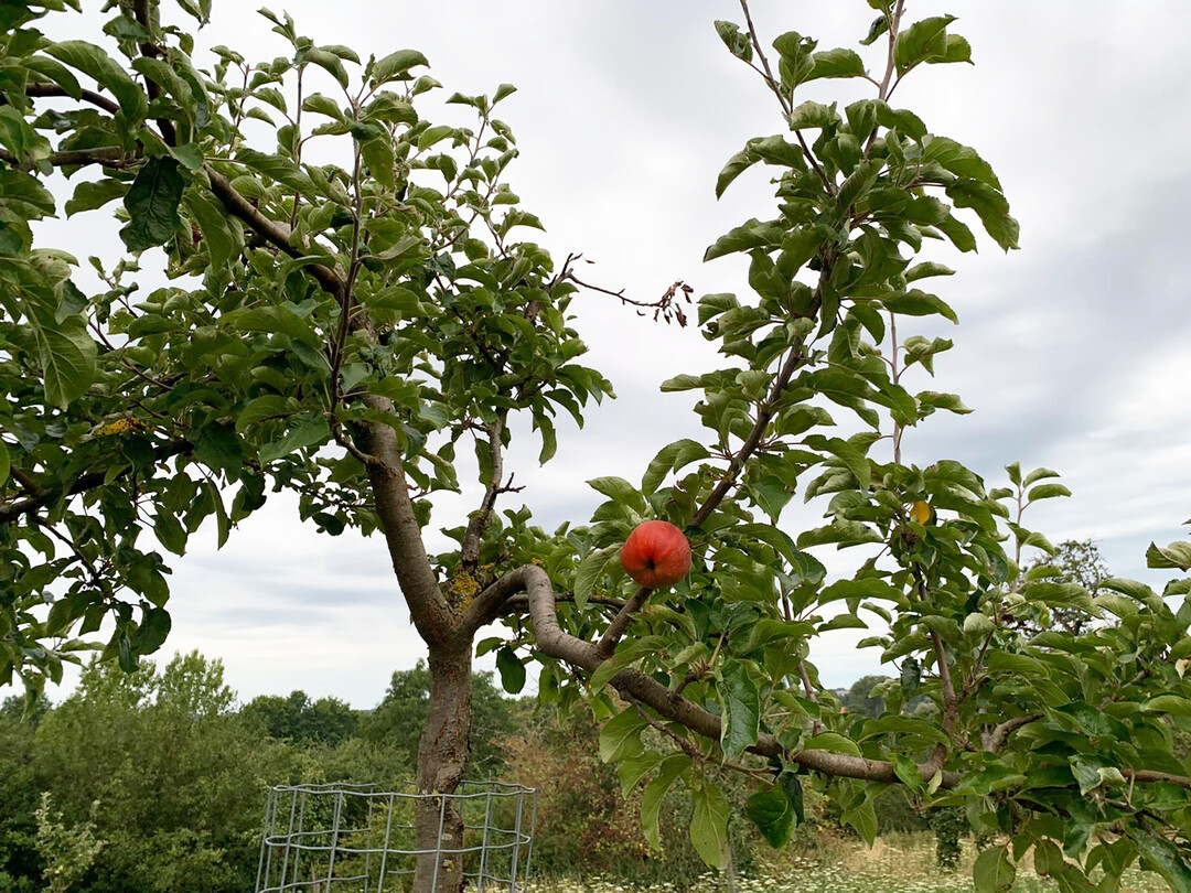 Die bereits geringe Erntesch�tzung f�rs Streuobst muss sogar noch nach unten korrigiert werden. Damit wird wohl die geringste Tonnagemenge seit 1991 eingefahren. 