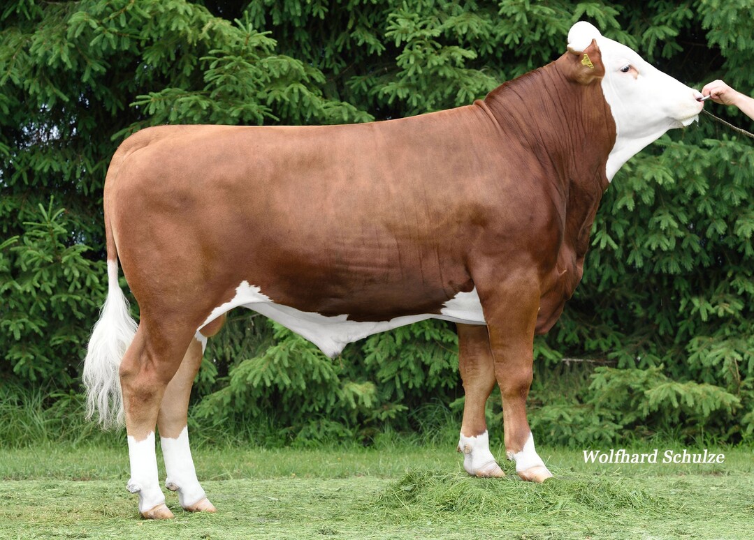 Pentax ist einer von zwei Perfekt Söhnen, die von Alfons Bochtler in Ingoldingen gezüchtet worden sind.