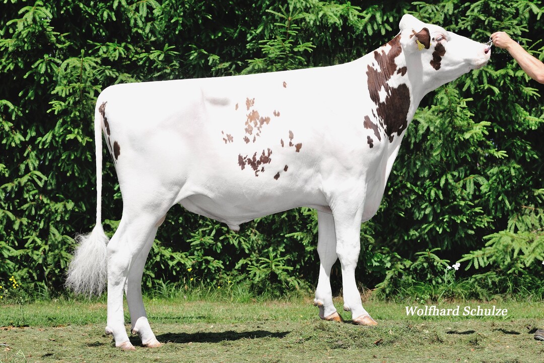Der Rotbuntbulle Perikles verspricht beste Euter und Fundamente.