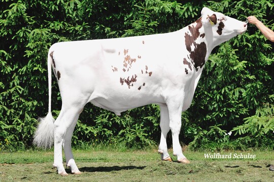 Der Rotbuntbulle Perikles verspricht beste Euter und Fundamente.