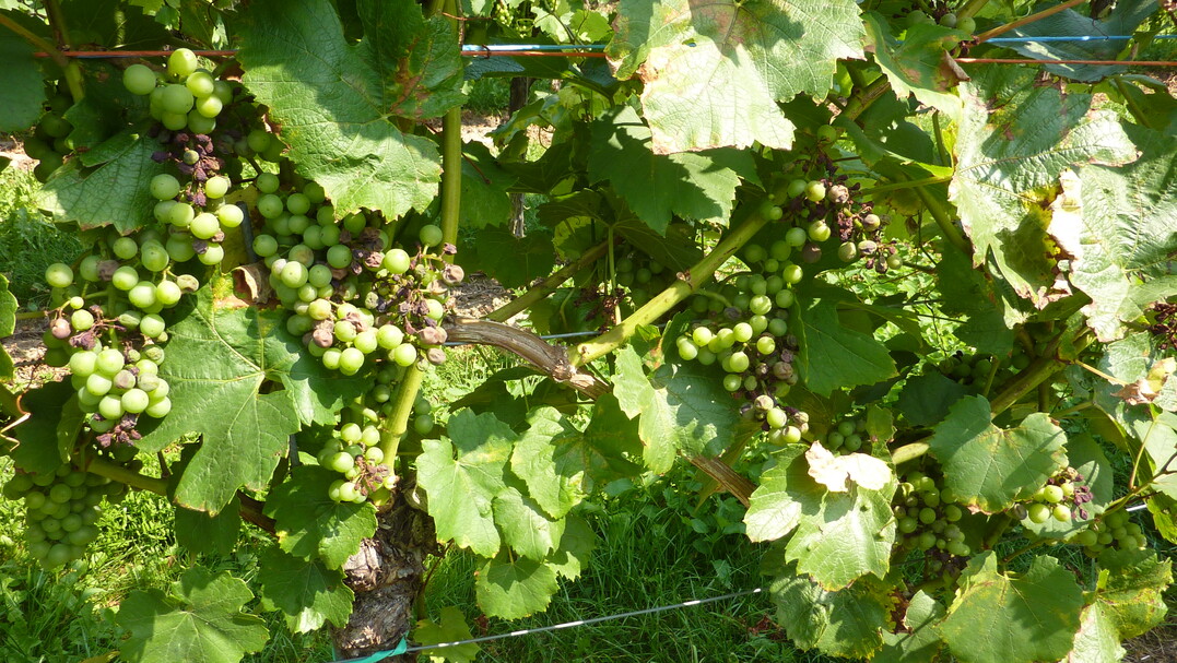 In diesem Jahr h�ufiger anzutreffen, Peronosporabefall an Bl�ttern und Trauben.