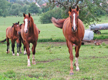 Weideauslauf und eine Reithalle sind bei der Pensionspferdehaltung zum Standard.