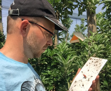 Der Apfelwickler tritt in diesem Jahr verst�rkt auf. Das belegen F�nge in Pheromonfallen.