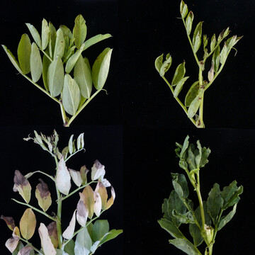 Nanovirus-Symptome an Ackerbohnen