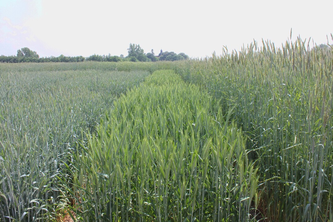 Das Kurzstrohgen Ddw1 führt in Hybridroggen zu einer genetischen Reduzierung der Wuchshöhe um ca. 36 cm (links) im Vergleich zu normalstrohigem Roggen (rechts). Die Triticalesorte ‚Tulus‘ in der Bildmitte dient zum Vergleich.