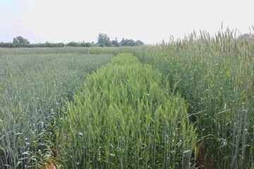 Das Kurzstrohgen Ddw1 führt in Hybridroggen zu einer genetischen Reduzierung der Wuchshöhe um ca. 36 cm (links) im Vergleich zu normalstrohigem Roggen (rechts). Die Triticalesorte ‚Tulus‘ in der Bildmitte dient zum Vergleich.