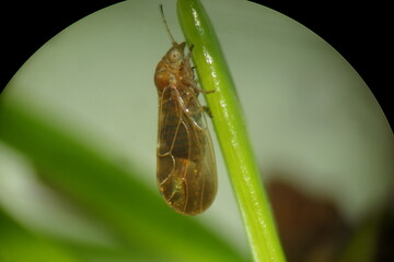 Weibchen des Pflaumenblattsaugers ern�hrt sich vom Pflanzensaft seiner Wirtspflanze, einer Fichtennadel. 