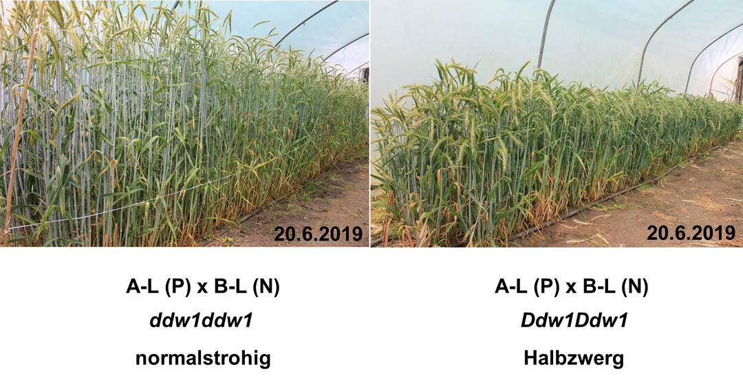 Vergleich von Roggen-Saat-Eltern mit langen und mit kurzen Halmen