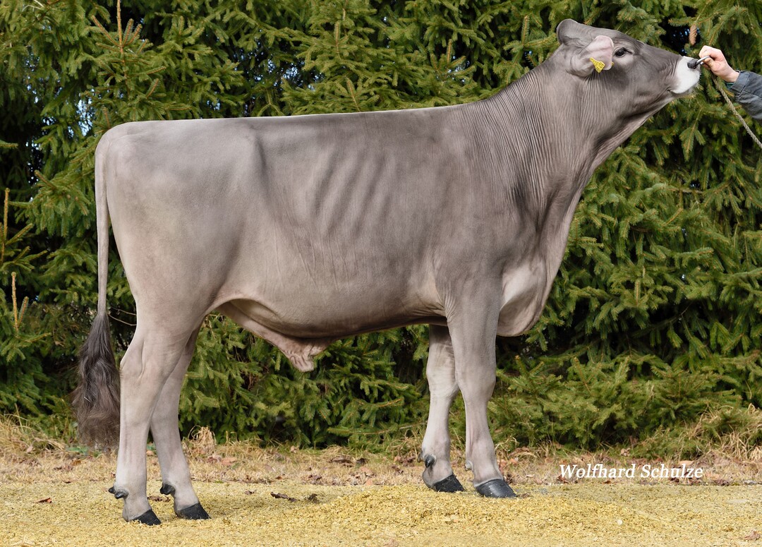 Der Bulle Piaggio, gez�chtet von Werner Frey in Rot an der Rot, ist als Piano-Sohn einer der h�chsten Bullen der Rasse Brown Swiss und wird nun neu verf�gbar.