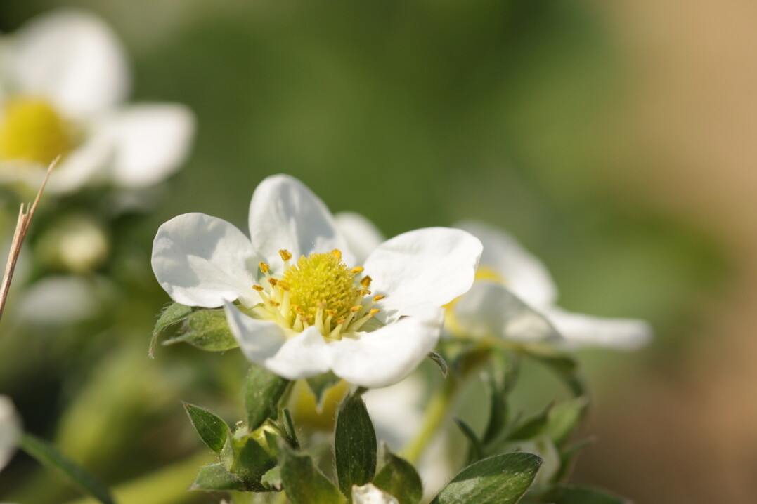 Bl�ht viel Raps in der Landschaft, tummeln sich weniger Honigbienen und Hummeln auf Erdbeerfeldern. Solit�rbienen bleiben ihrer Nektarquelle dagegen treu.&nbsp;
