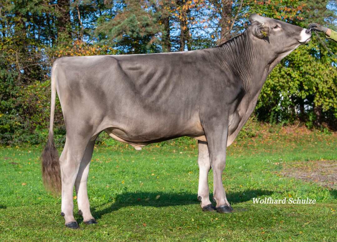 Piemont ist einer der komplettesten Söhne von Piano. Der Bulle geht auf eine Antonov-Mutter zurück und wurde von Michael Zimmermann in Bad Waldsee gezüchtet.