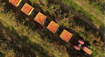 Mit vergleichsweise geringen Einbu�en in der Erntemenge nach den Aprilfr�sten macht sich Pink Lady daran, mit innovativen Marketingkonzepten neue Kunden zu gewinnen. 