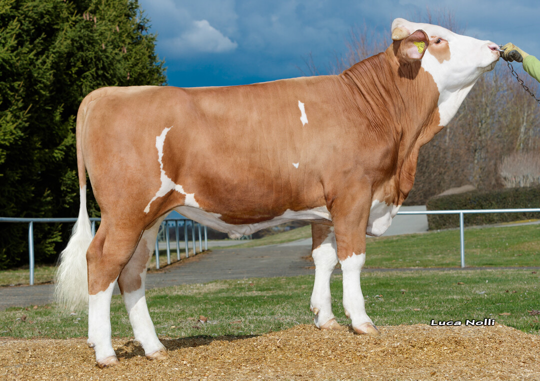 Pinola geht als hoher Perfekt-Sohn auf eine bekannte Waban-Tochter aus der Zucht von Alfons Bochtler in Ingoldingen zurück.