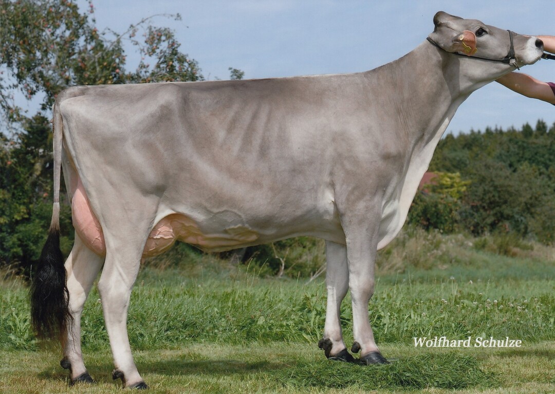   Die Cadura-Tochter Pisa, aus der Zucht von Helmut Sch�llhorn in Ummendorf, ist die Mutter von Calderon und Ventura.