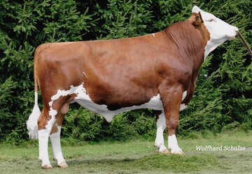 Der Bulle Piwer vom Vererber Pirbrachy ab. Seine Mutter ist eine Igachy-Tochter. Er ist der neue Star bei den Vorderwäldern.