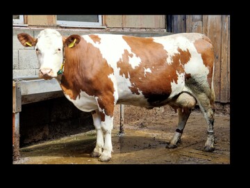 Die Piwer-Tochter Kira von Lothar Ebner aus Höchenschwand-Unterweschnegg zeigt ein gutes Exterieur. Das Bild wurde in der Trockenstehphase zur zweiten Abkalbung aufgenommen. Kira kommt auf einen GZW von 122 und MW von 117.