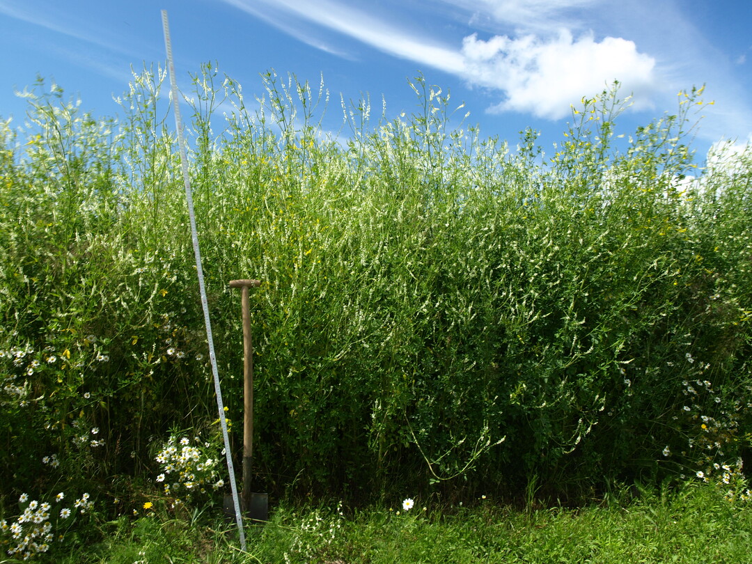 Steinklee mit Spaten