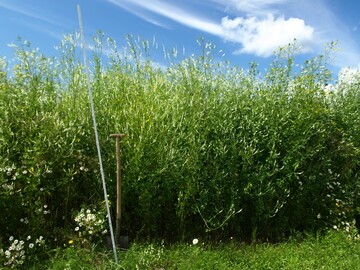 Steinklee mit Spaten