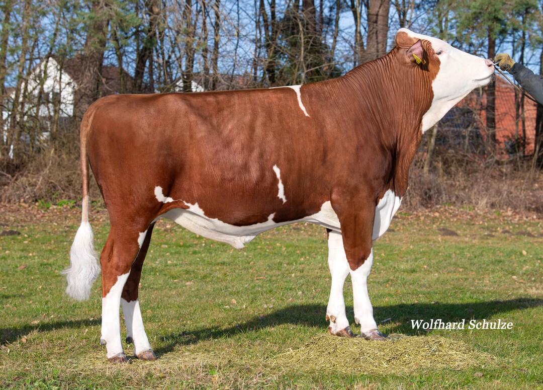 Der Vorderwälder-Bulle Rocky geht in den Testeinsatz.<br>
