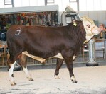 Neu in der Empfehlung ist der Vorderwälder-Bulle Pigrag.<br>