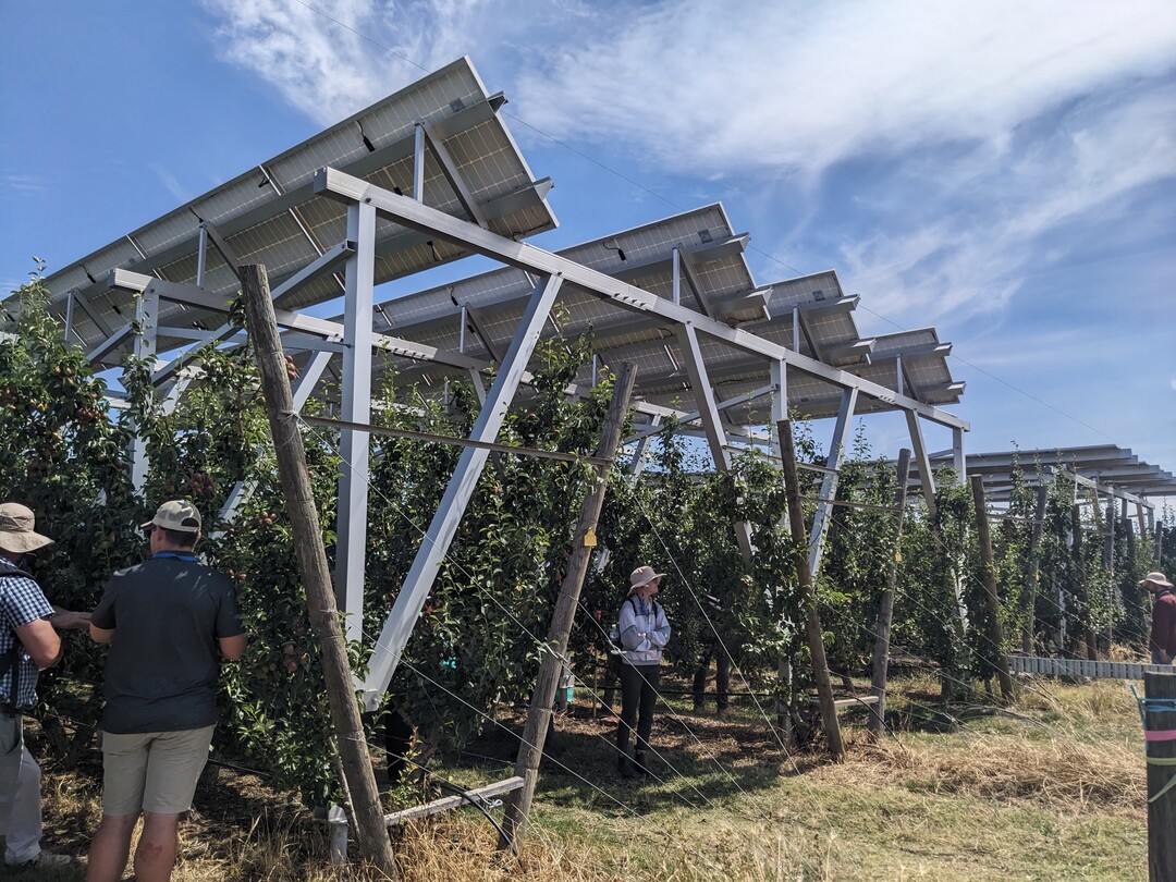 Agri-PV-Anlage über Birnen: Verwendet wurden kostengünstige Standardmodule in zwei Anordnungen mit 45 Grad und mit 5 Grad Neigung. Die Anlage in Westausrichtung soll am Nachmittag möglichst viel Strom produzieren und die Sonnenbrandgefahr für Früchte reduzieren. Bei beiden Anordnungen haben die australischen Wissenschaftler negative Effekte auf den Ertrag und die Qualität festgestellt.