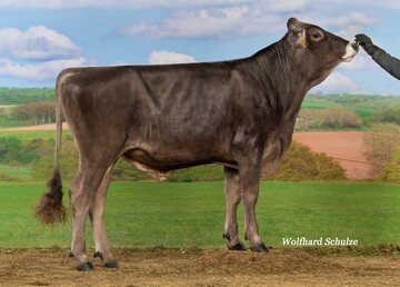Portico ist die neue Nummer eins der Brown Swiss-Zucht und �berzeugt durch viel Milch und beste Werte f�r die Klauengesundheit.