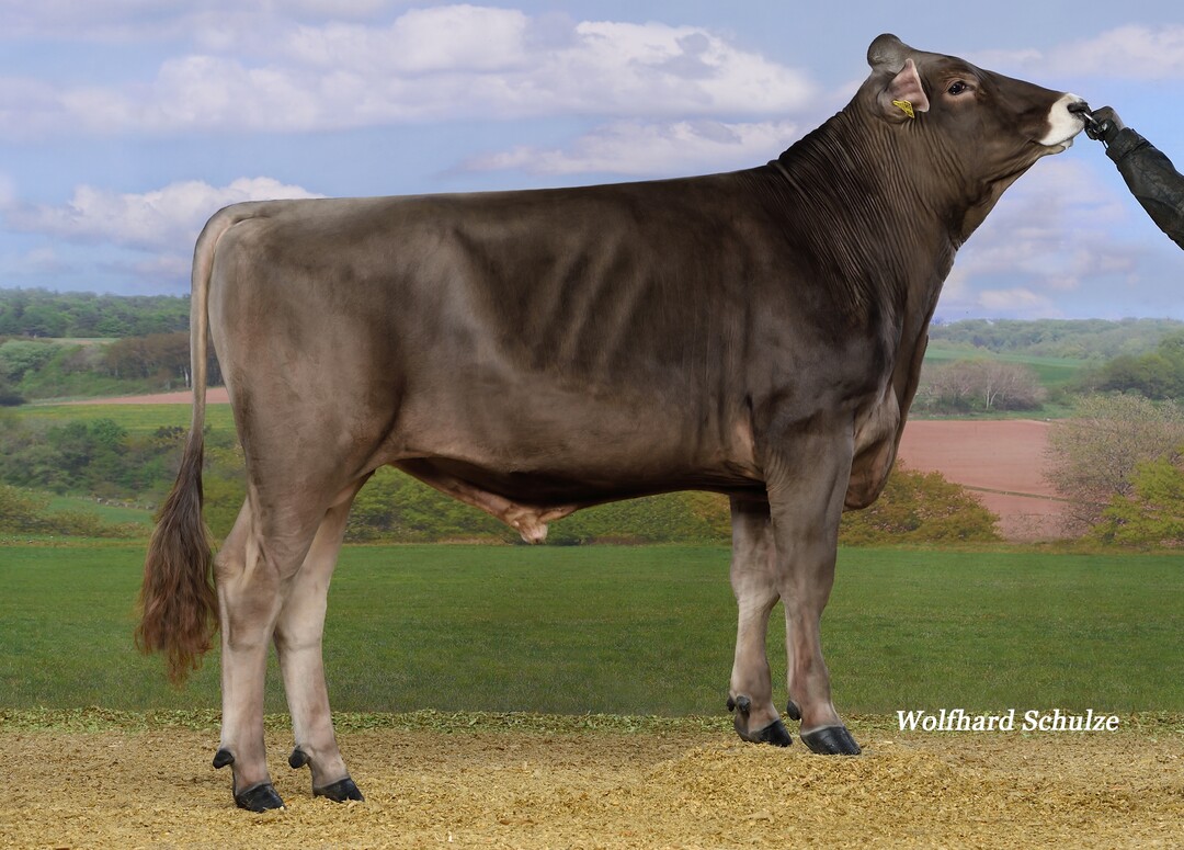 Portland ist der leistungsstärkste Bulle der Rasse Brown Swiss.