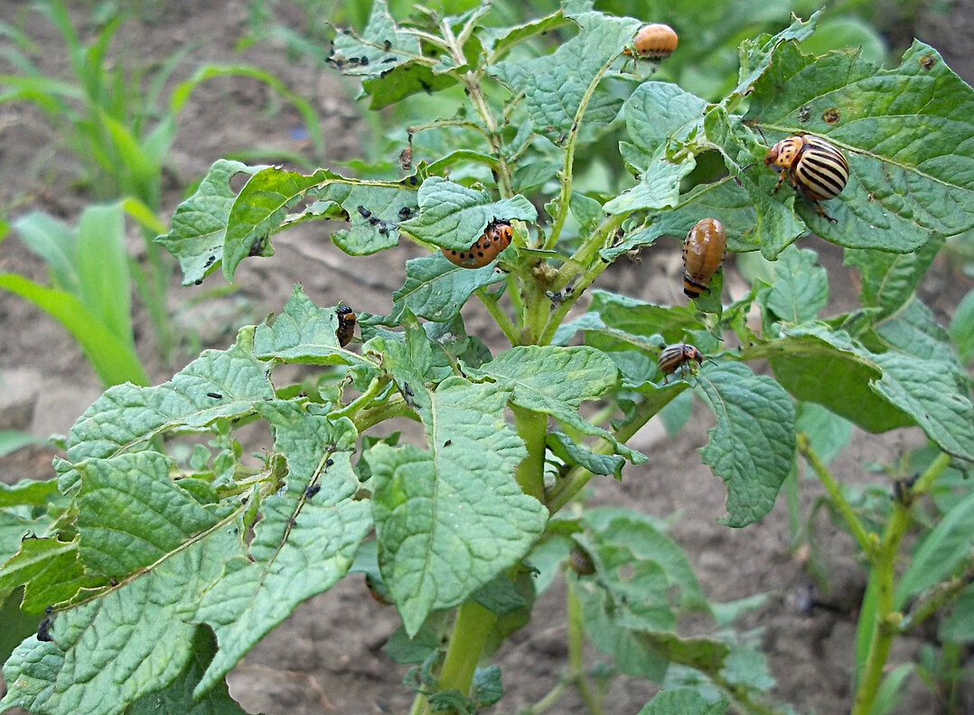 Das Kraut ist ein Festessen f�r Kartoffelk�fer. Am wirkungsvollsten ist die Bek�mpfung, wenn sie die Sch�dlinge im Larvenstadium erwischt.