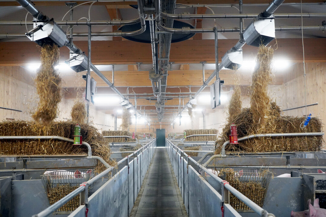 Schauer Strohmatic light 80: Automatische Einstreuung und Verteilung von Beschäftigungsmaterial für Schweine.