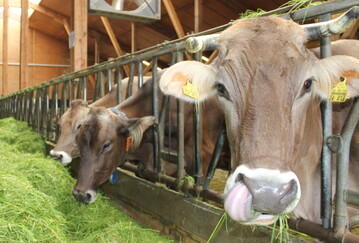BWagrar-Milchpreisvergleich 2016: Im Vergleich zu anderen Bundesl�ndern haben sich die Unternehmen im Land hervorragend geschlagen