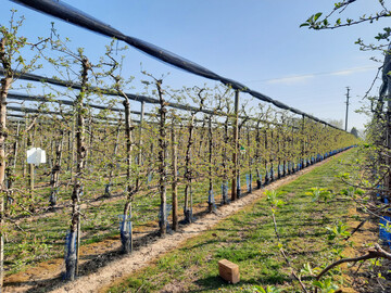 �ber ein Monitoring wie hier mit Hilfe von Wei�tafeln zur Erfassung der Apfels�gewespe wird die Befallsgefahr durch Sch�dlinge ermittelt.