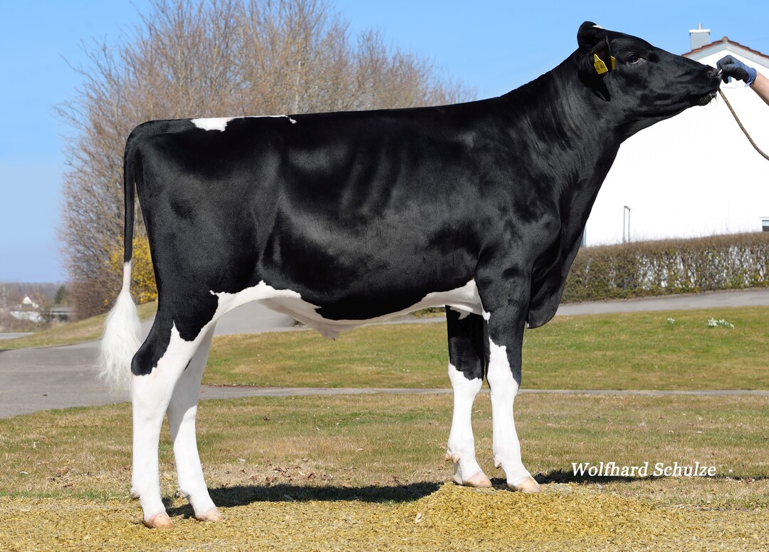 Puschkin ist ein interessanter Sohn des Bullen Palmer mit Wurzeln in der Rudi Missy-Familie