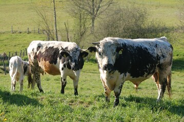 Bulle, Mutterkuh mit Kalb der Rasse Pustertaler Rind im schwarzen Farbschlag