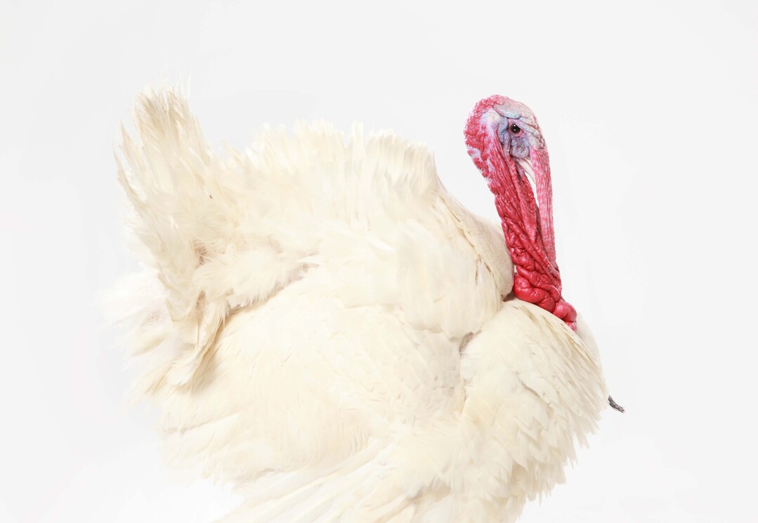 Mastputenhalter f�rchten um ihre Existenz und fordern harmonisierte Haltungsstandards auf EU-Ebene.