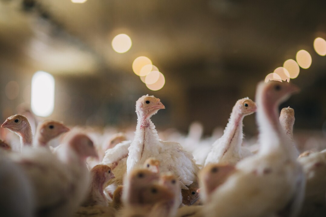 Das BMEL hat Eckpunkte vorgelegt, die eine tiergerechtere Haltung der Mastputen sicherstellen sollen.