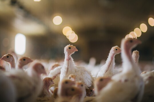 Das BMEL hat Eckpunkte vorgelegt, die eine tiergerechtere Haltung der Mastputen sicherstellen sollen.