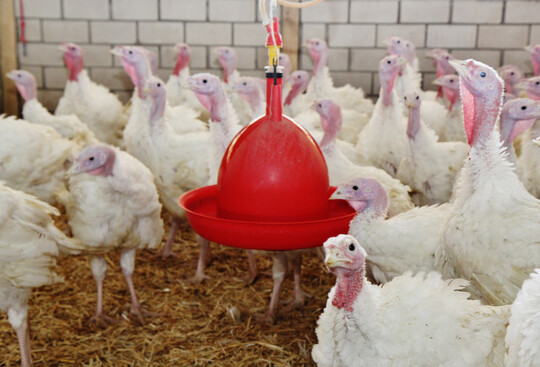 Durch die Beprobung des Tr�nkewassers kann ein H5-Geschehen fr�hzeitig erkannt und entsprechende Ma�nahmen eingeleitet werden.&nbsp;